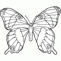 Dibujo para colorear Gran mariposa