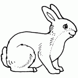 Dibujo para colorear Conejo